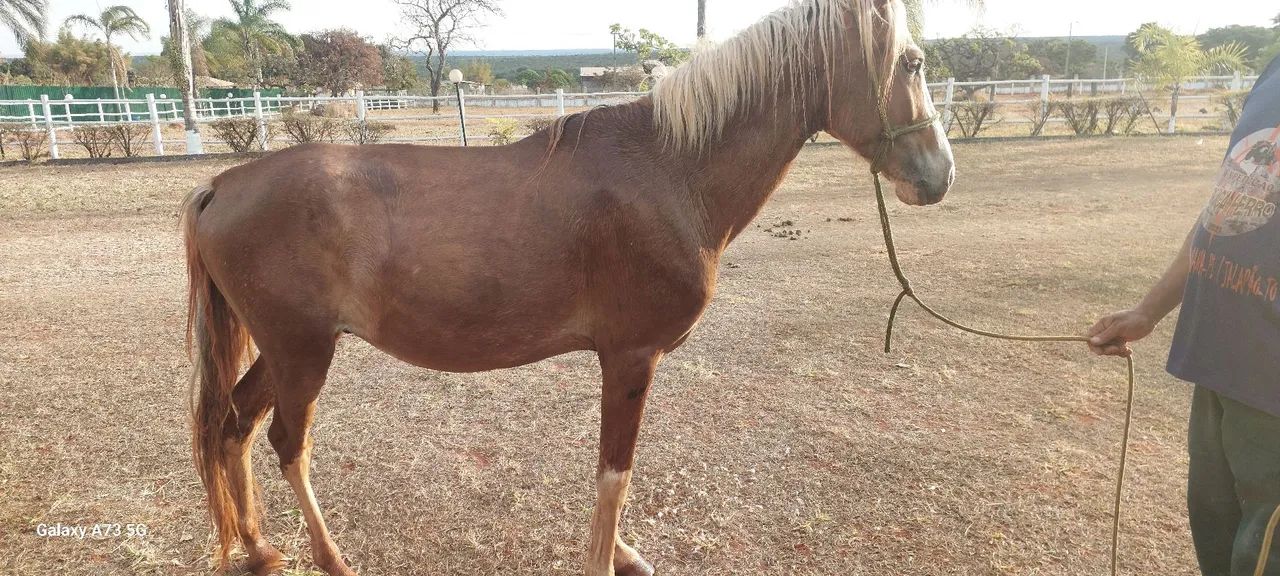 VENDA DE CAVALO - Foto 5