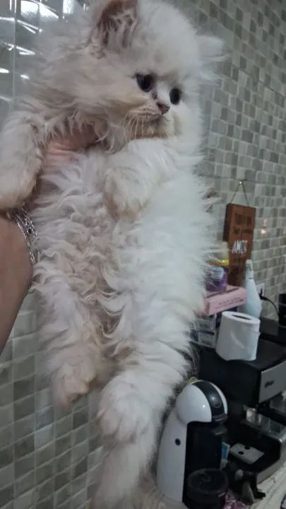 Lindos Gatos Persas disponível Temos outras pelagem !Venha ver as disponibilidades - Foto 2