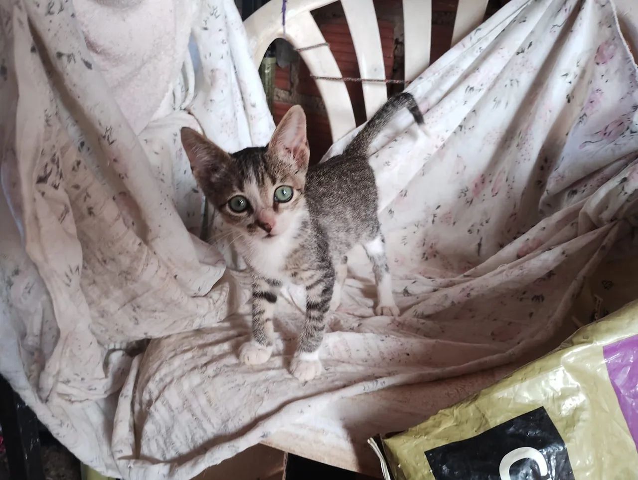 Gatinha para adoção  - Foto 3