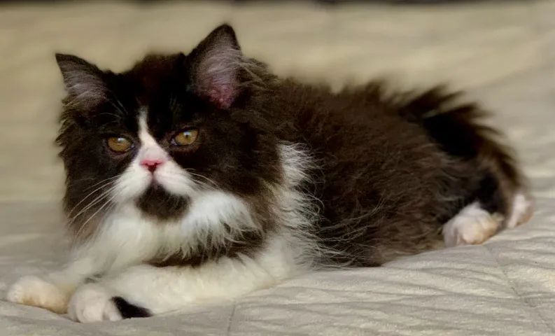 Show de Gata persa Femea filhote bicolor extremada Super peluda 3 Meses  linda. - Foto 2