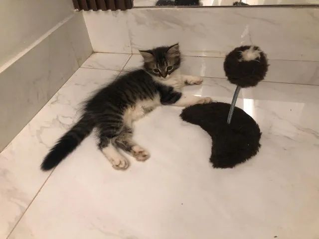 Filhote de Gato Persa Mestiço  - Foto 2