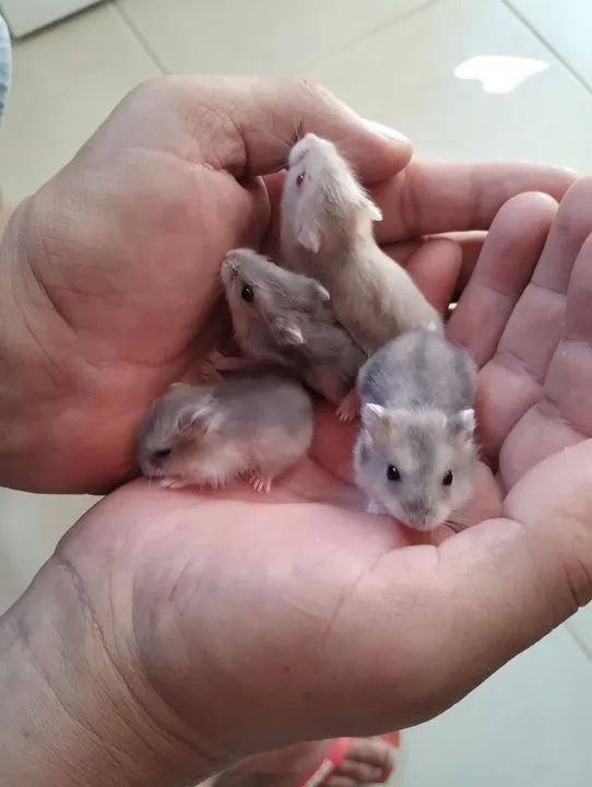 Hamster Anão Russo 