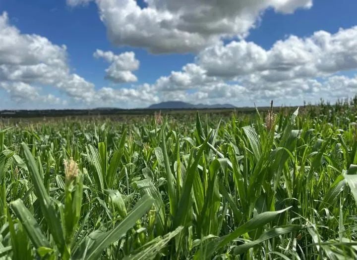 Milho verde 63824579576193120