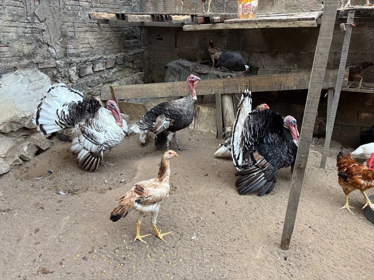 Vendo capotes, branco e comum. - Foto 4