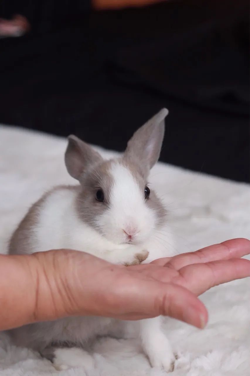 Filhotes de Coelho ? DOAÇÃO RESPONSÁVEL - Foto 2