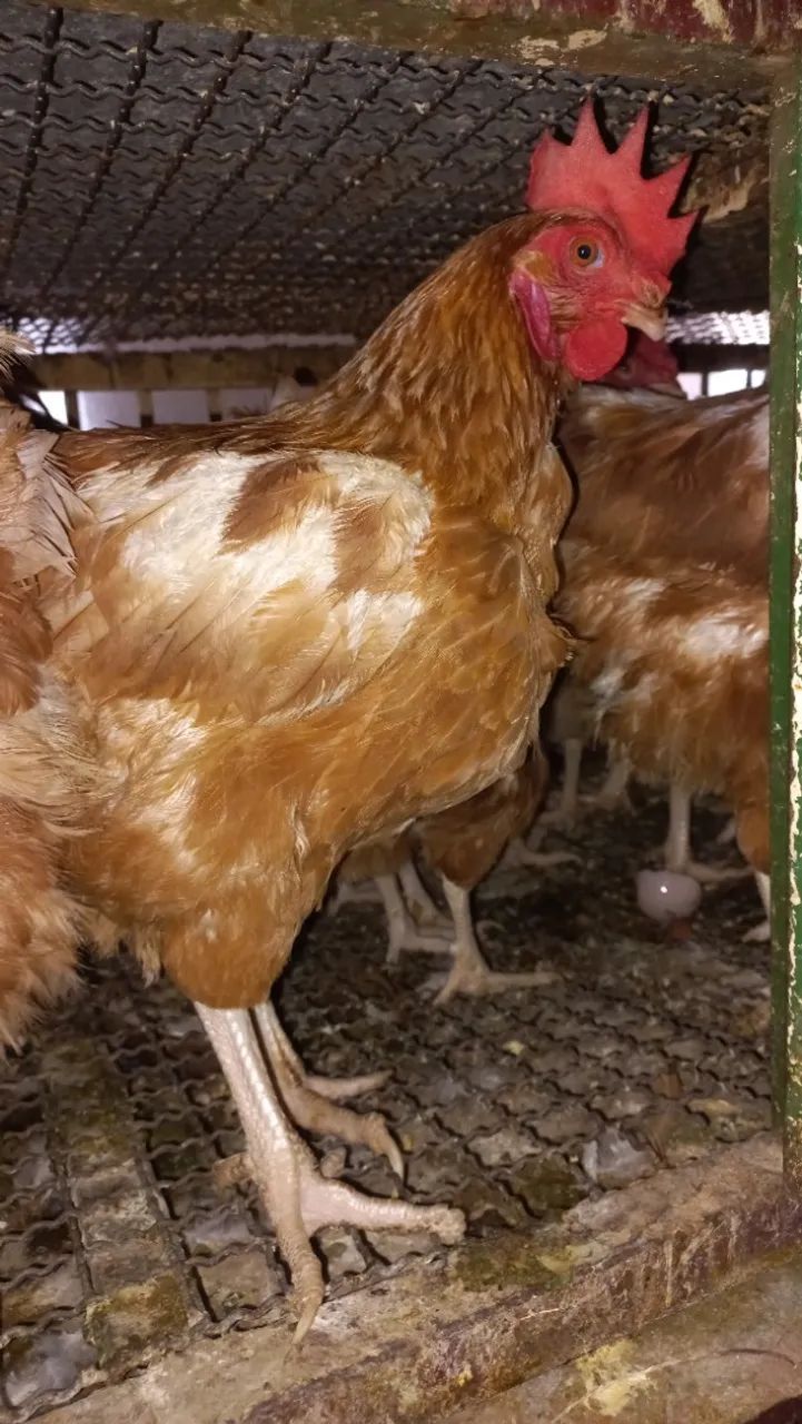 Galinhas rodia  - Foto 2