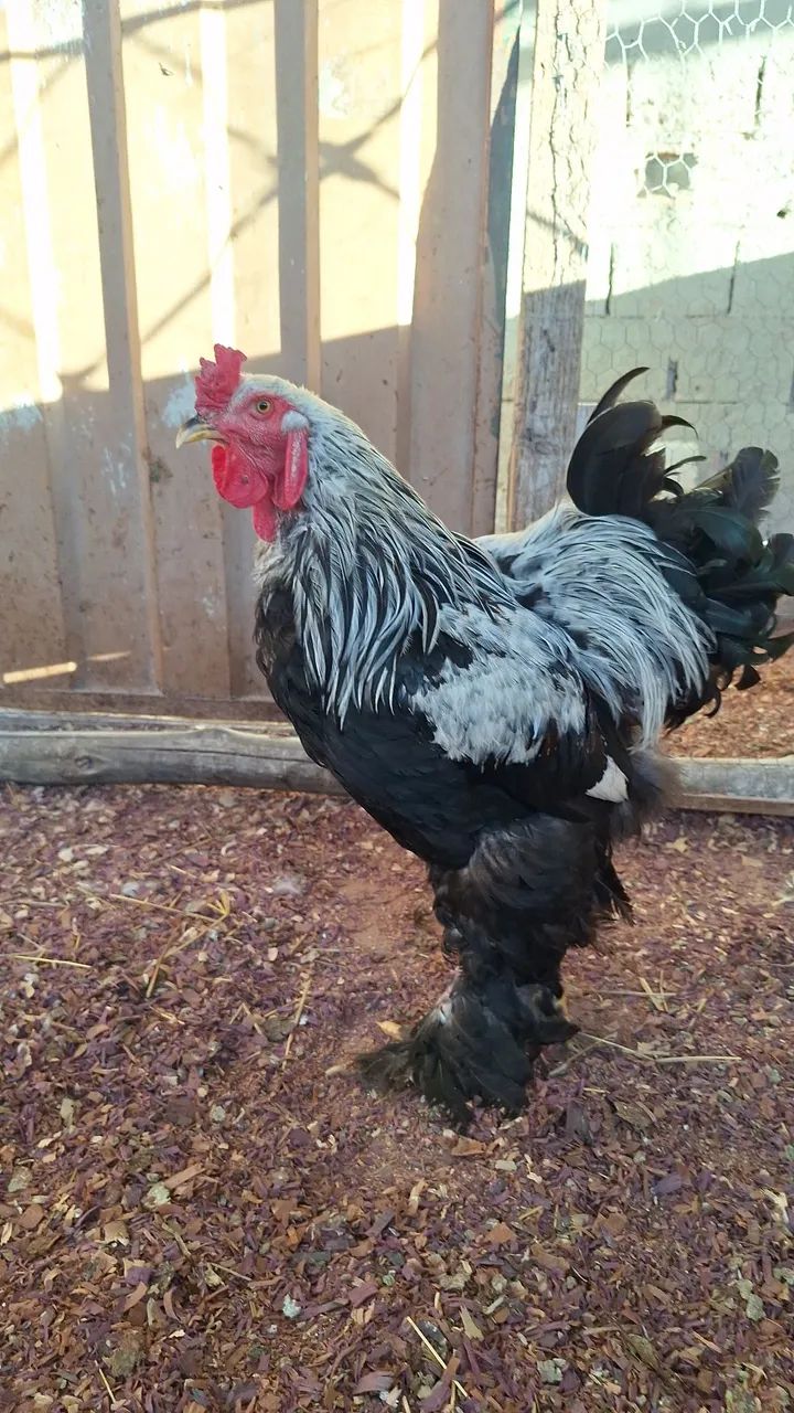 Ovos de brahma - Foto 4