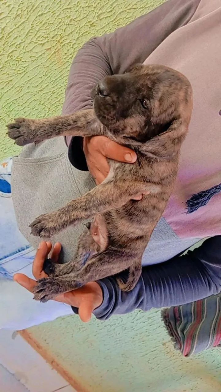 Filhotes disponíveis, cane corso italiano 