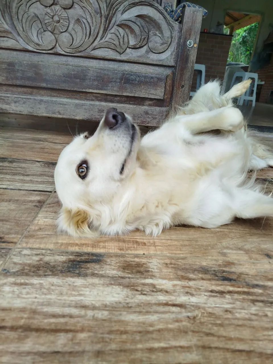 Doação cachorra - Foto 3