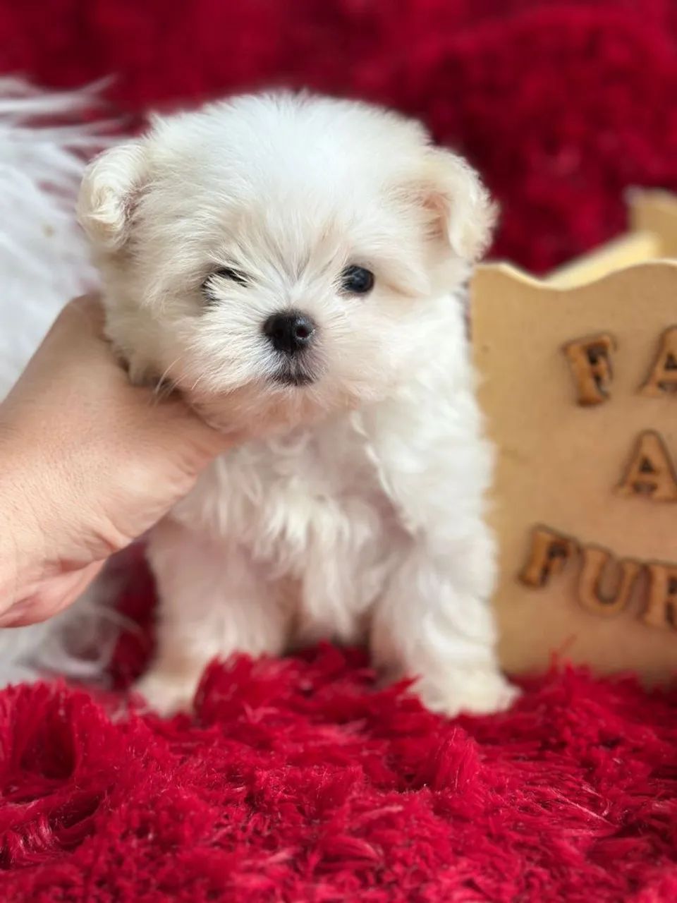 Maltês filhote macho  micro fofo e carinhoso - Lindíssimo! - Foto 2