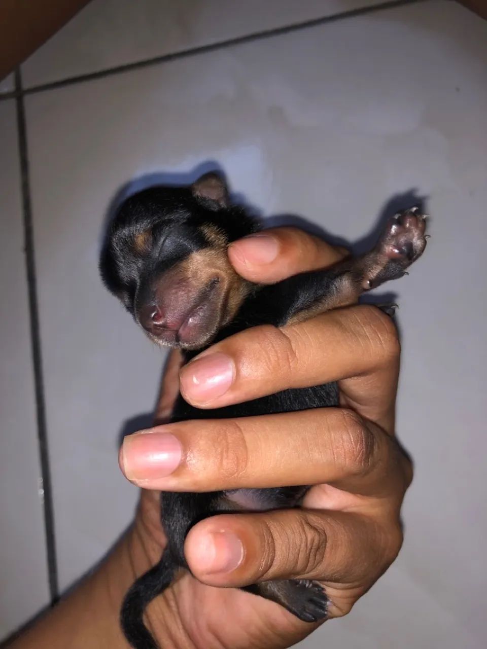 Filhotes de Pinscher com chihuahua  - Foto 4