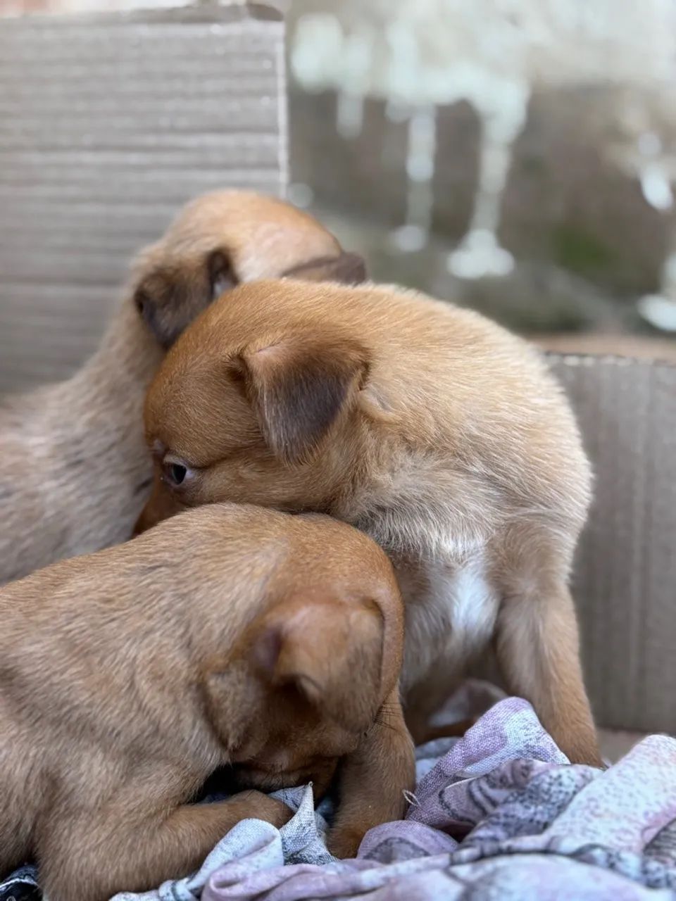 Filhotes de cachorro - Foto 2