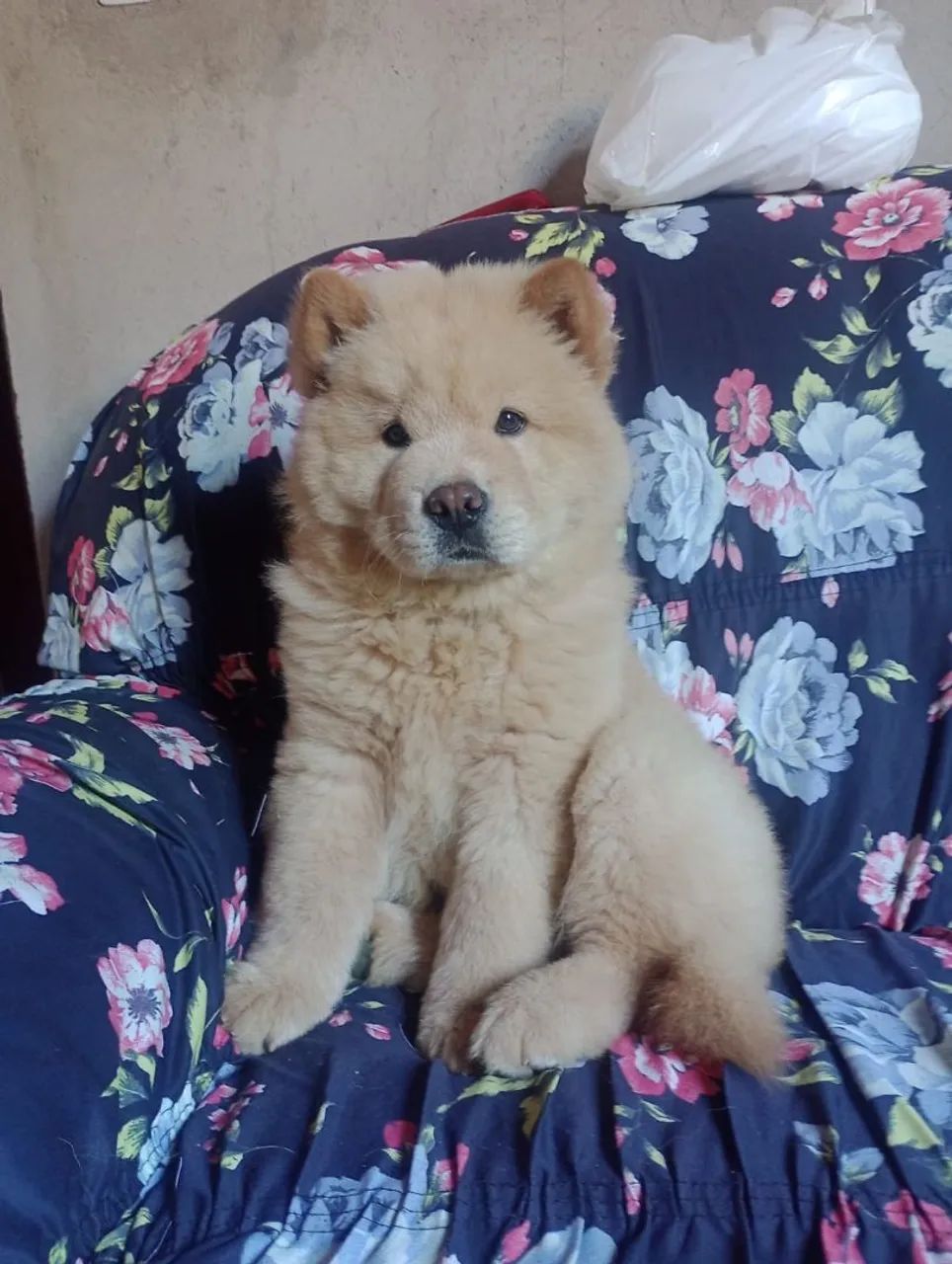 Filhote Chow-Chow - Foto 2