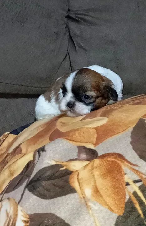 Filhote Shihtzu 5 machos 1 fêmea  - Foto 4