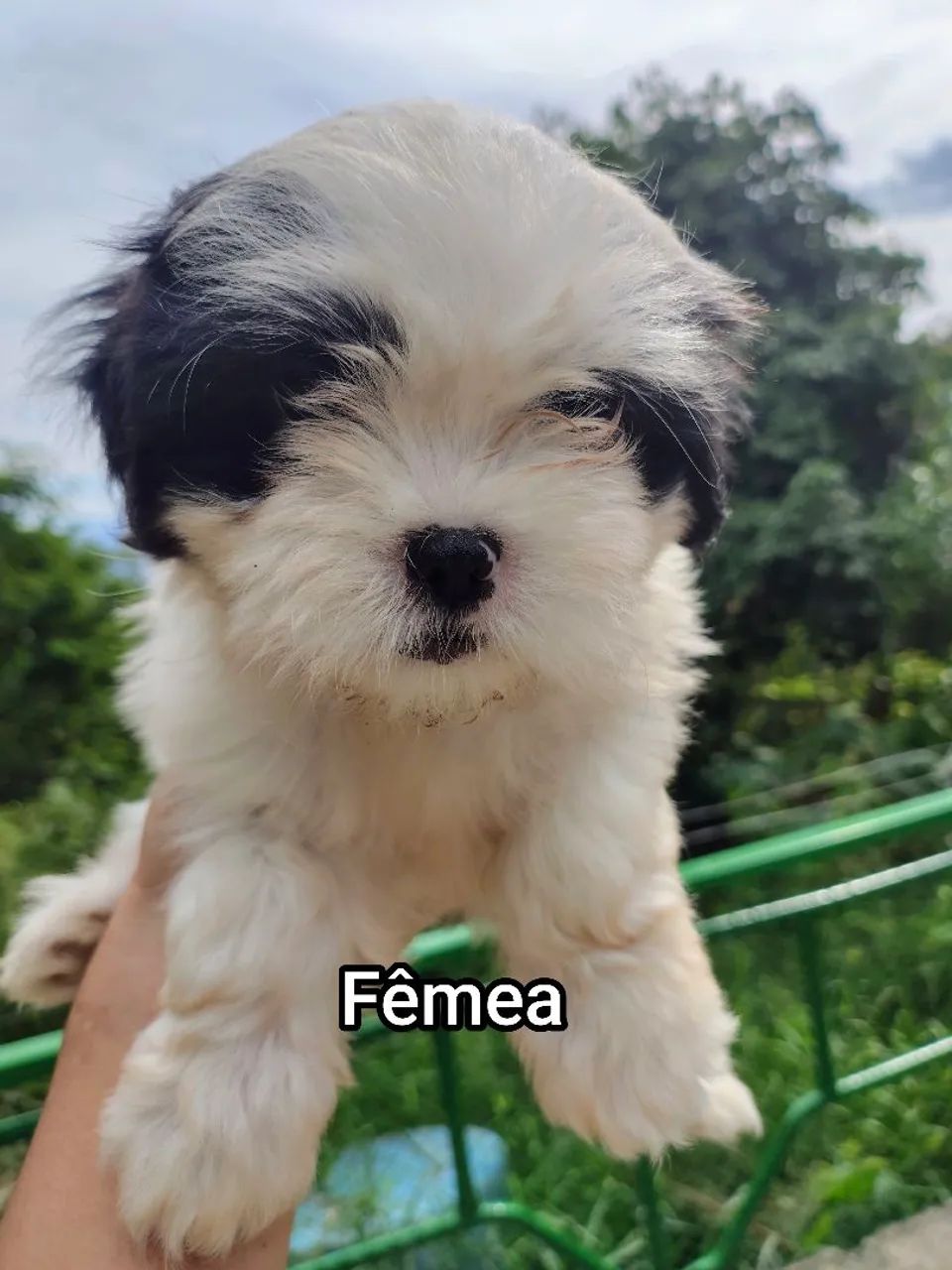 Filhotes de Lhasa Apso - Foto 2