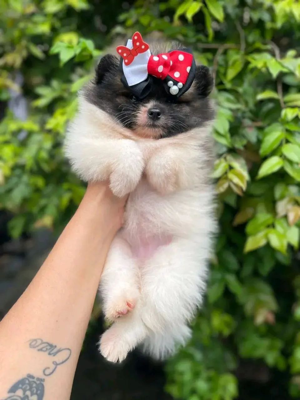 Lulu da Pomerânia  - Foto 3