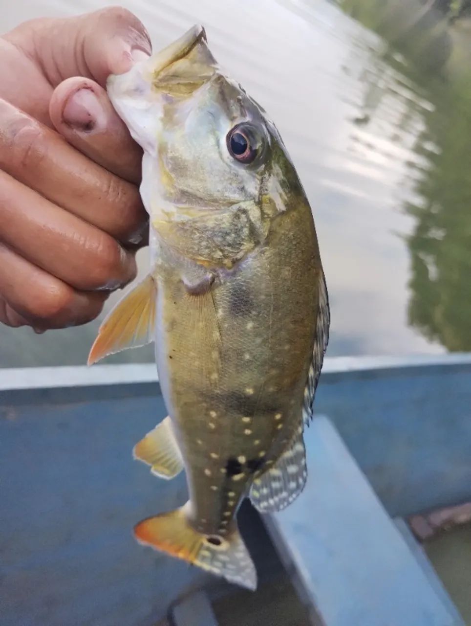 Kit de pesca, para uma melhor experiência  - Foto 2