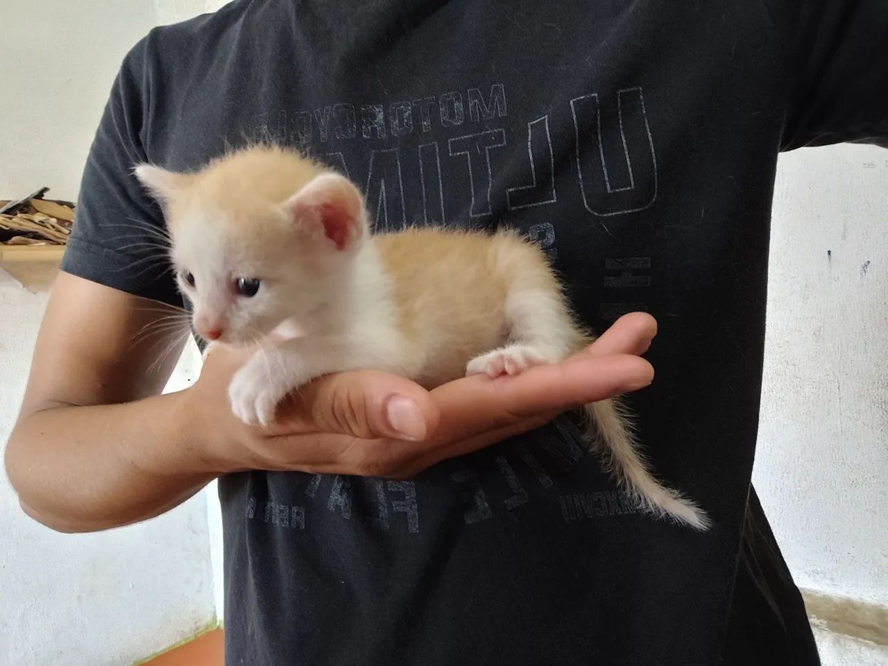 GATINHOS PARA ADOÇÃO 