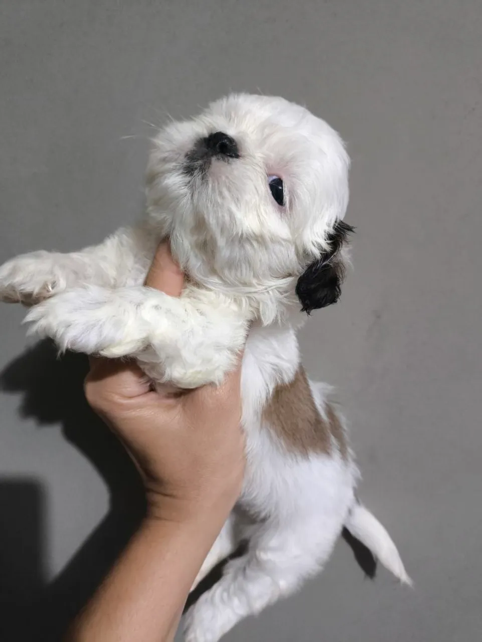 Shih Tzu macho