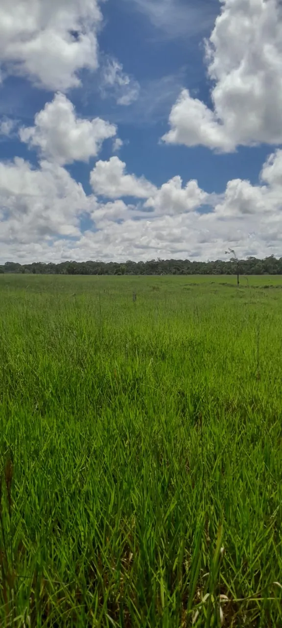 14 alqueires de chácara Terra em Ji-Paraná RO