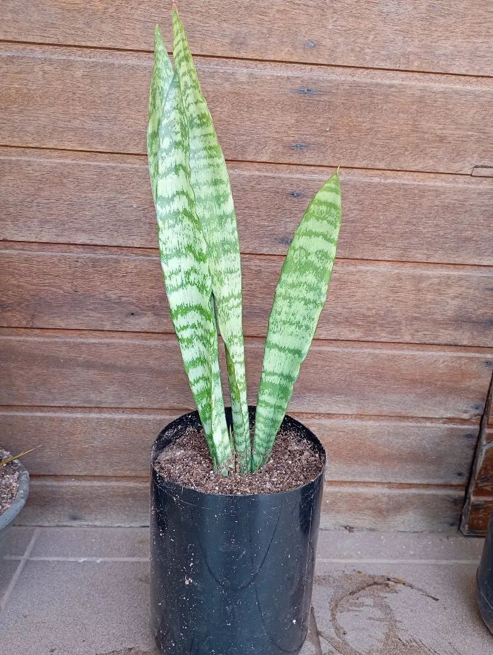 Muda Espada de São Jorge 40cm - Foto 2
