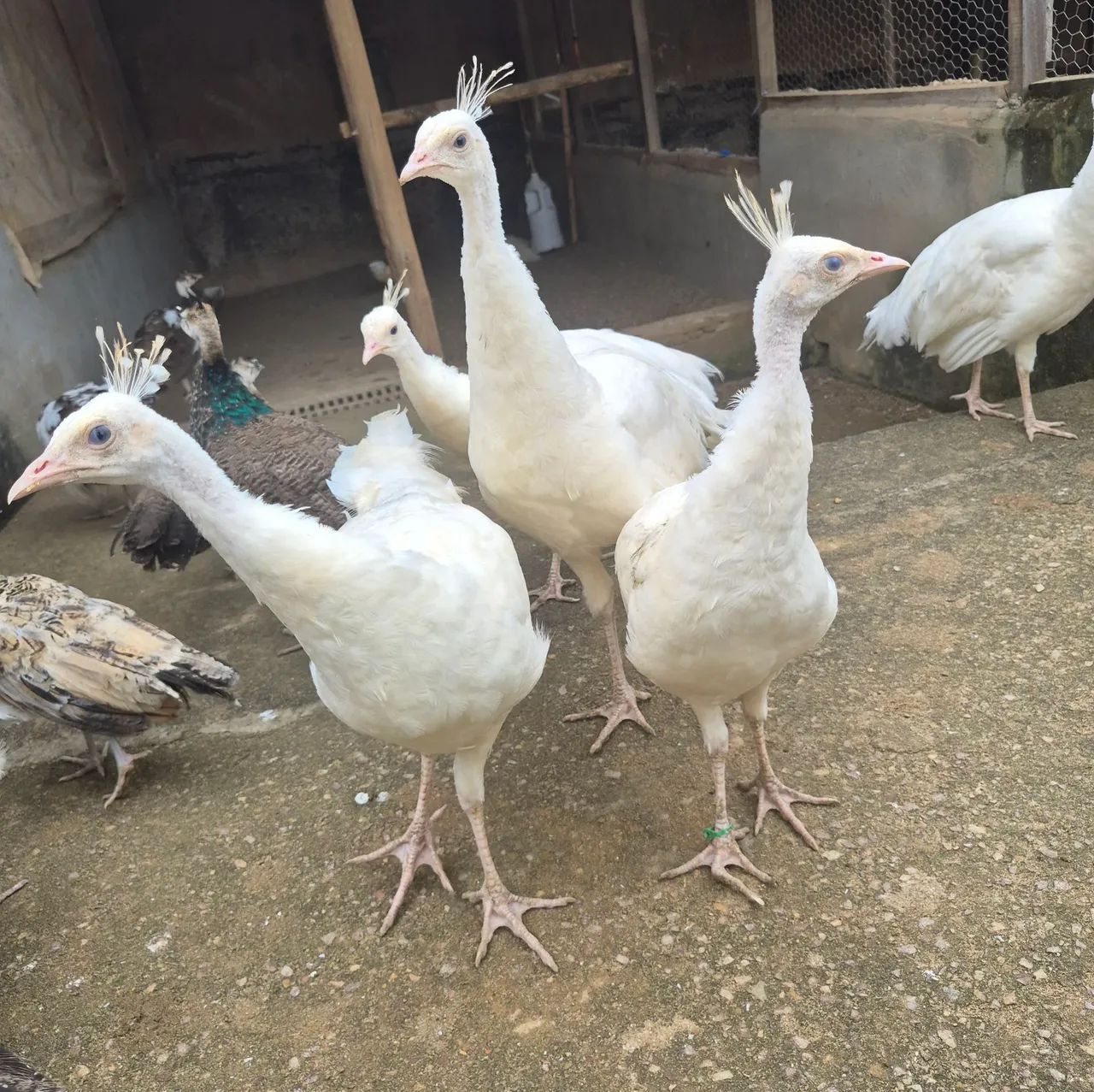 Pavos  - Foto 4