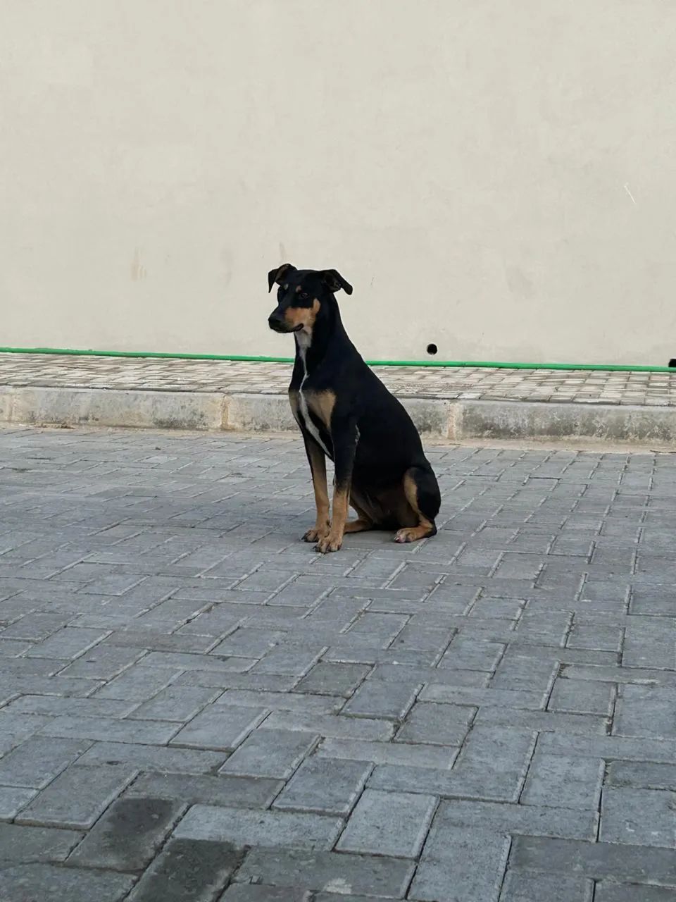 Doação de  cadela  - Foto 2