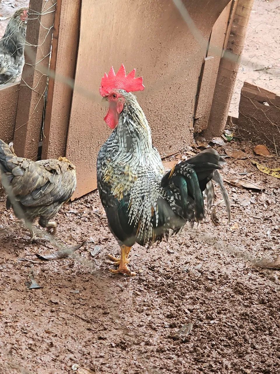 Vendo Garnizes macho