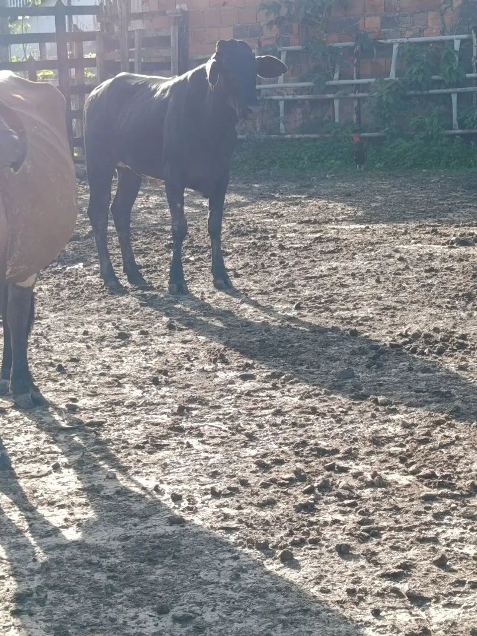 Vendo novinha garrota  - Foto 5