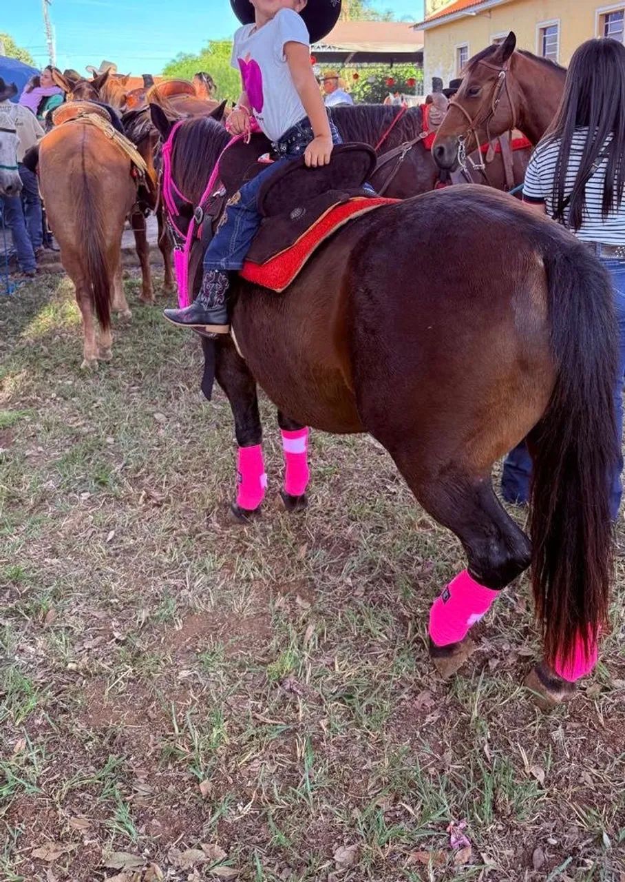 Cavalo piquira muito bem cuidado. - Foto 3