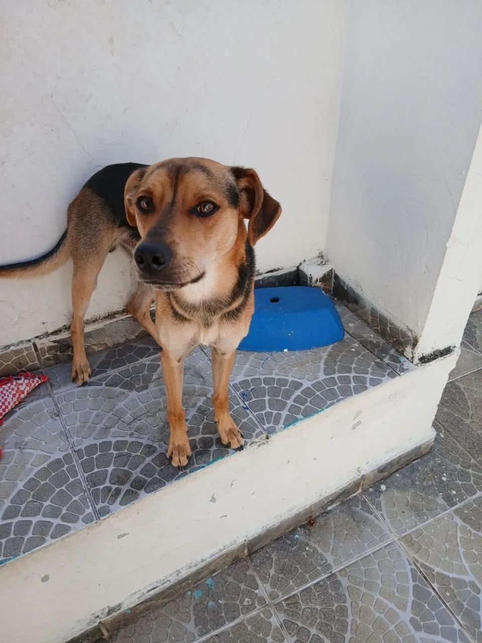 Doa-se um cachorro  - Foto 2