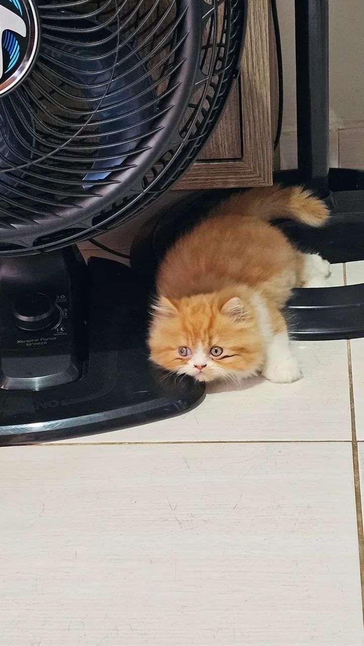 Gato Persa ( macho) - Foto 4