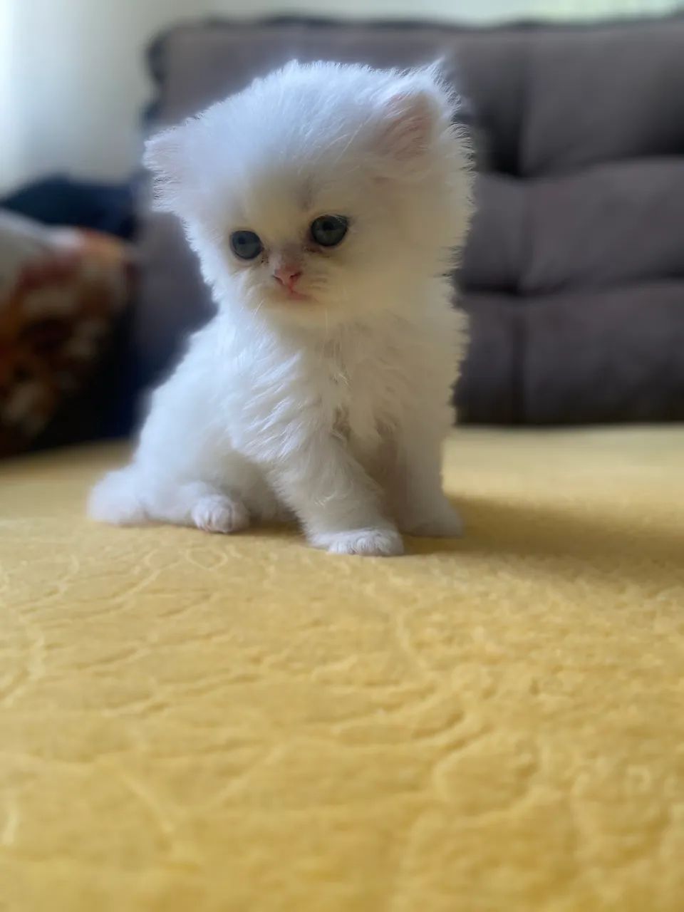 Linda Filhote FÊMEA de persa  - Foto 2