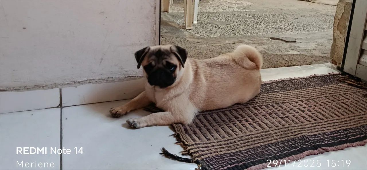 Pug - Foto 3