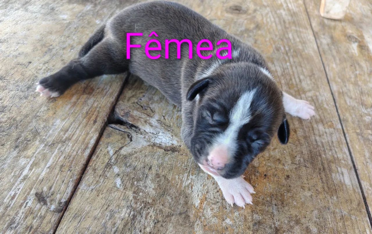 Pit Monster X Pit bull - Foto 4
