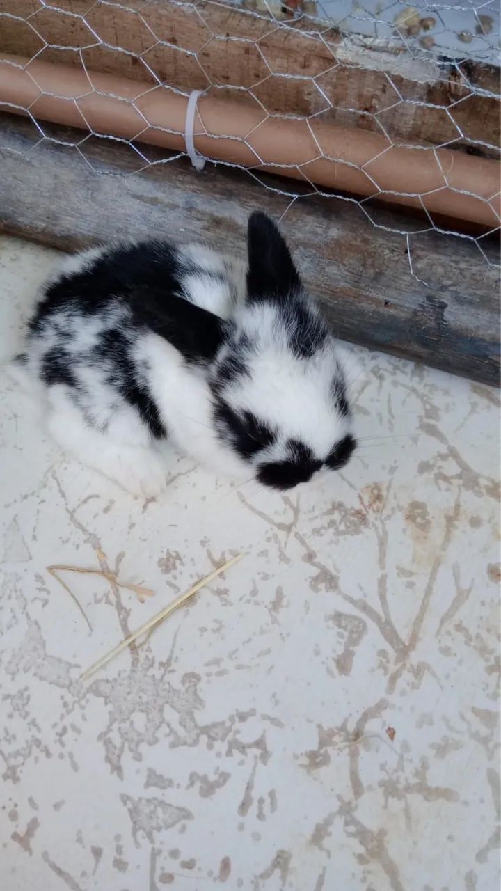 Coelho Mini Loop - Foto 5