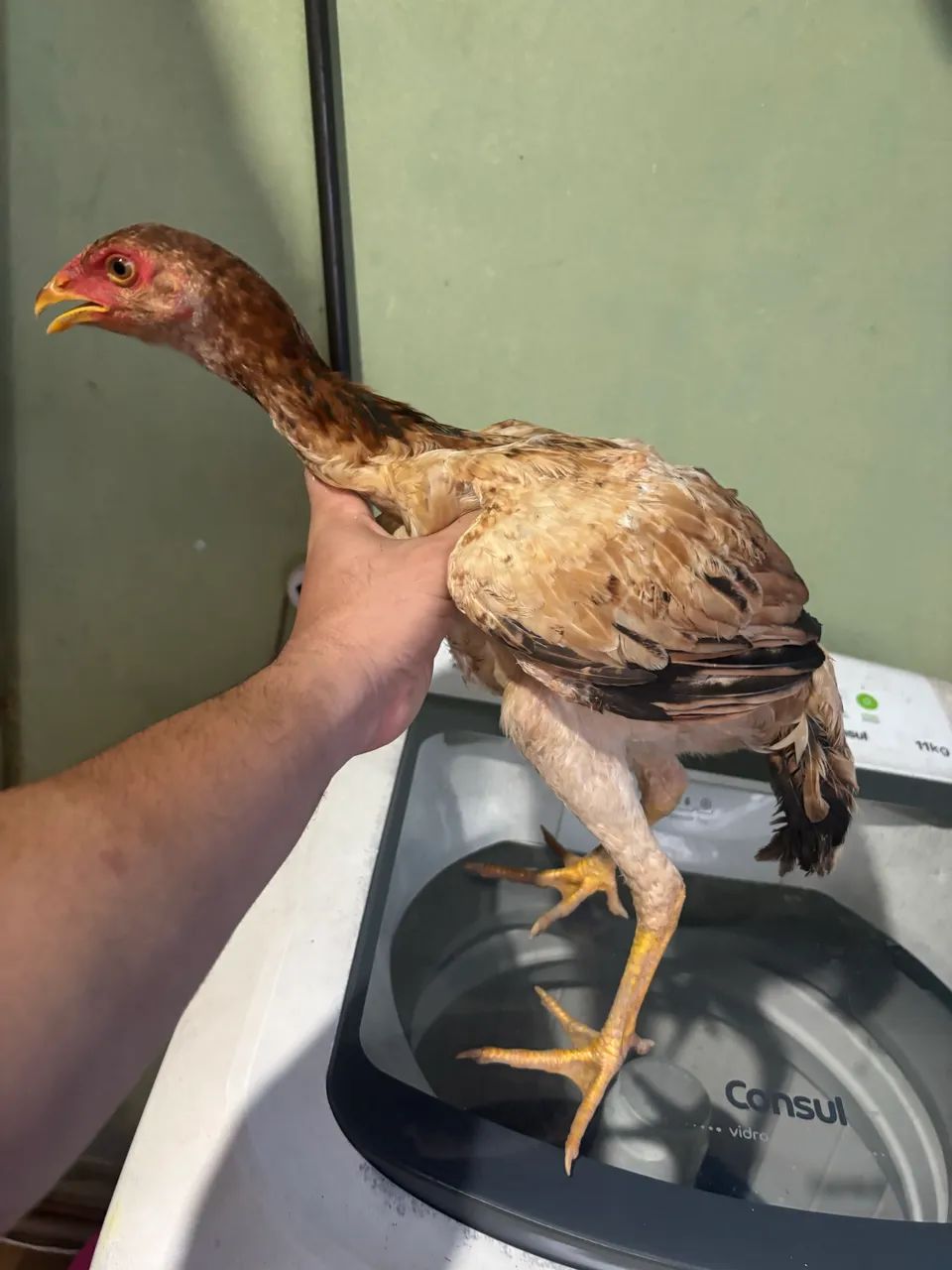 Frangas indianas  - Foto 3