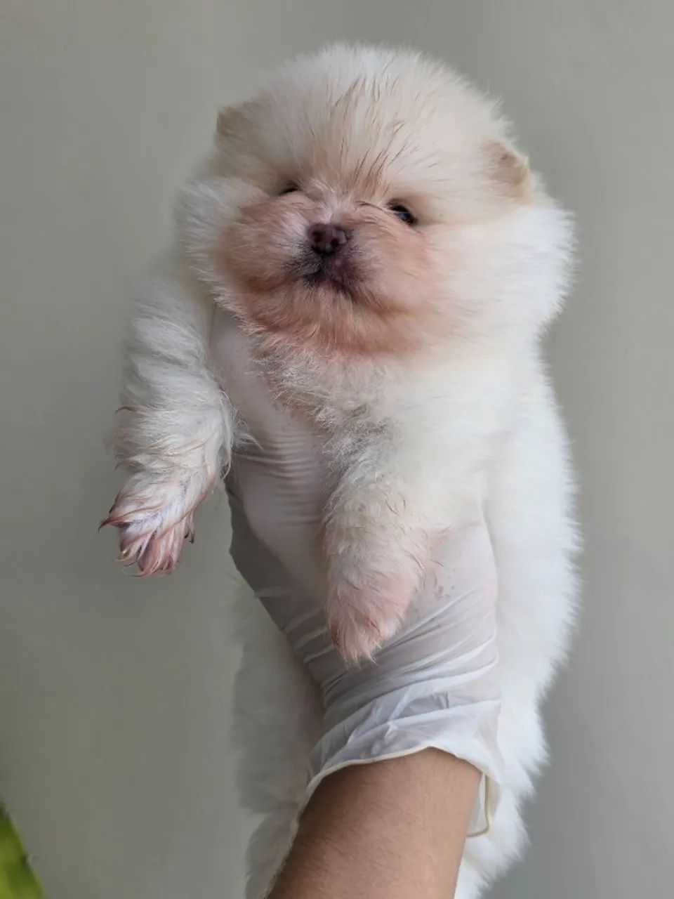 Lulu da pomerania - Spitz Alemão  - Foto 4