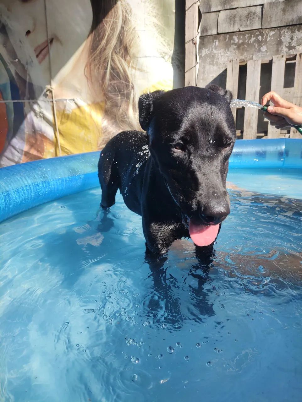 Doação de mix de labrador com SRD - Foto 4