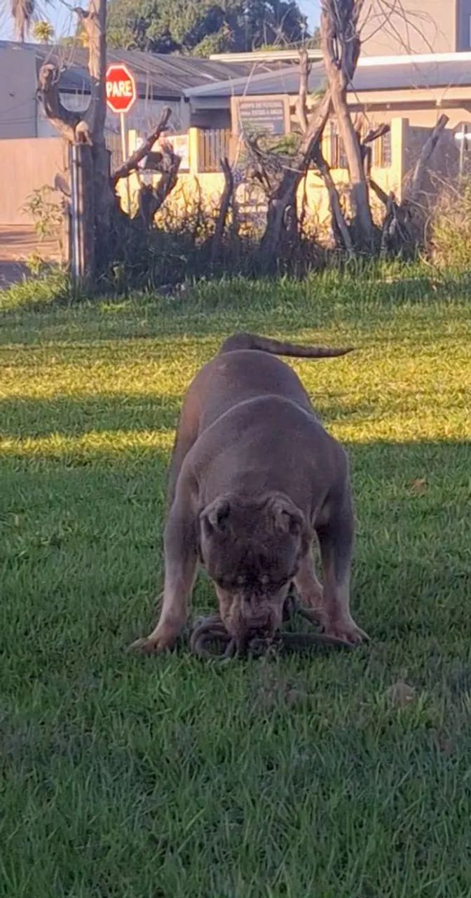 PIT MONSTER 