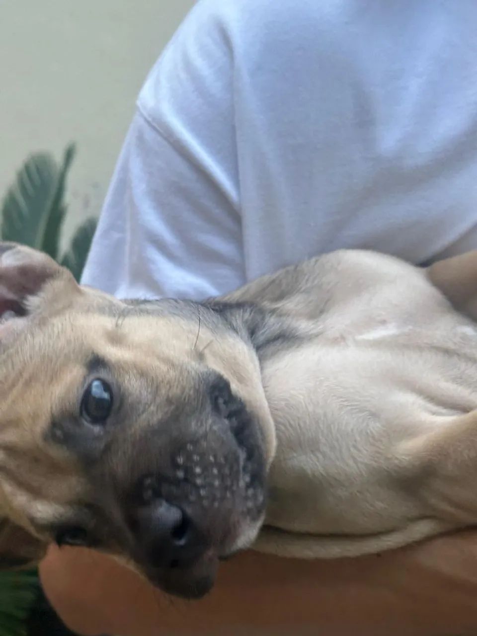 Vende-se cachorra Pit Bull  - Foto 3