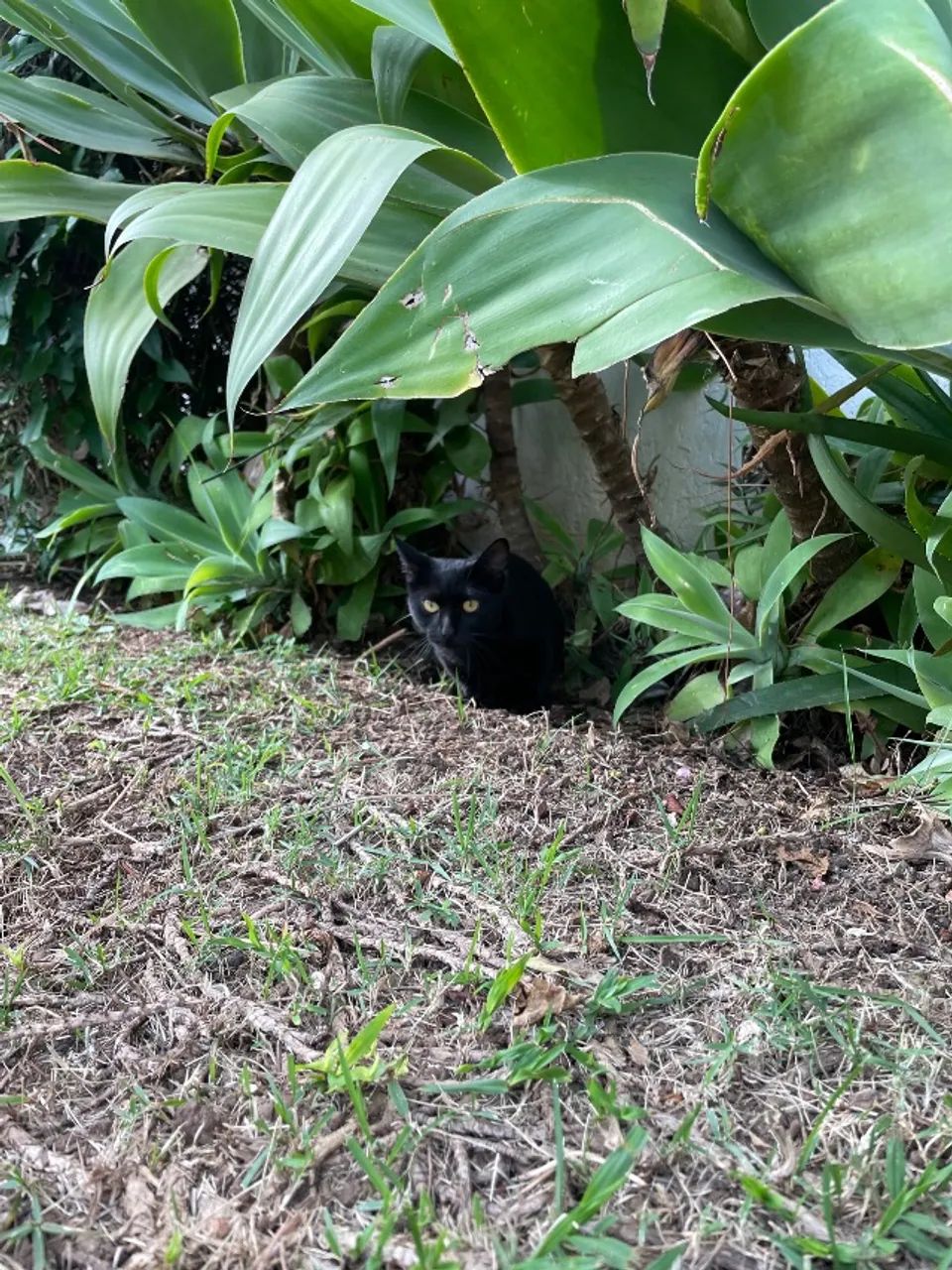 Gatinho preto  - Foto 3