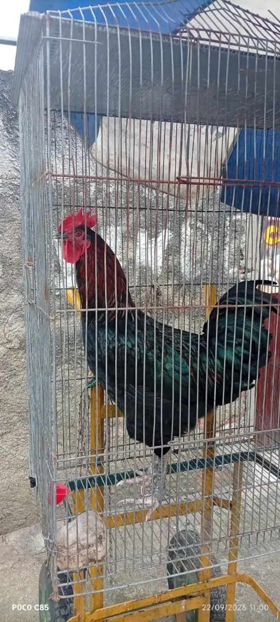 Galinhas d'angola e caipiras  - Foto 2