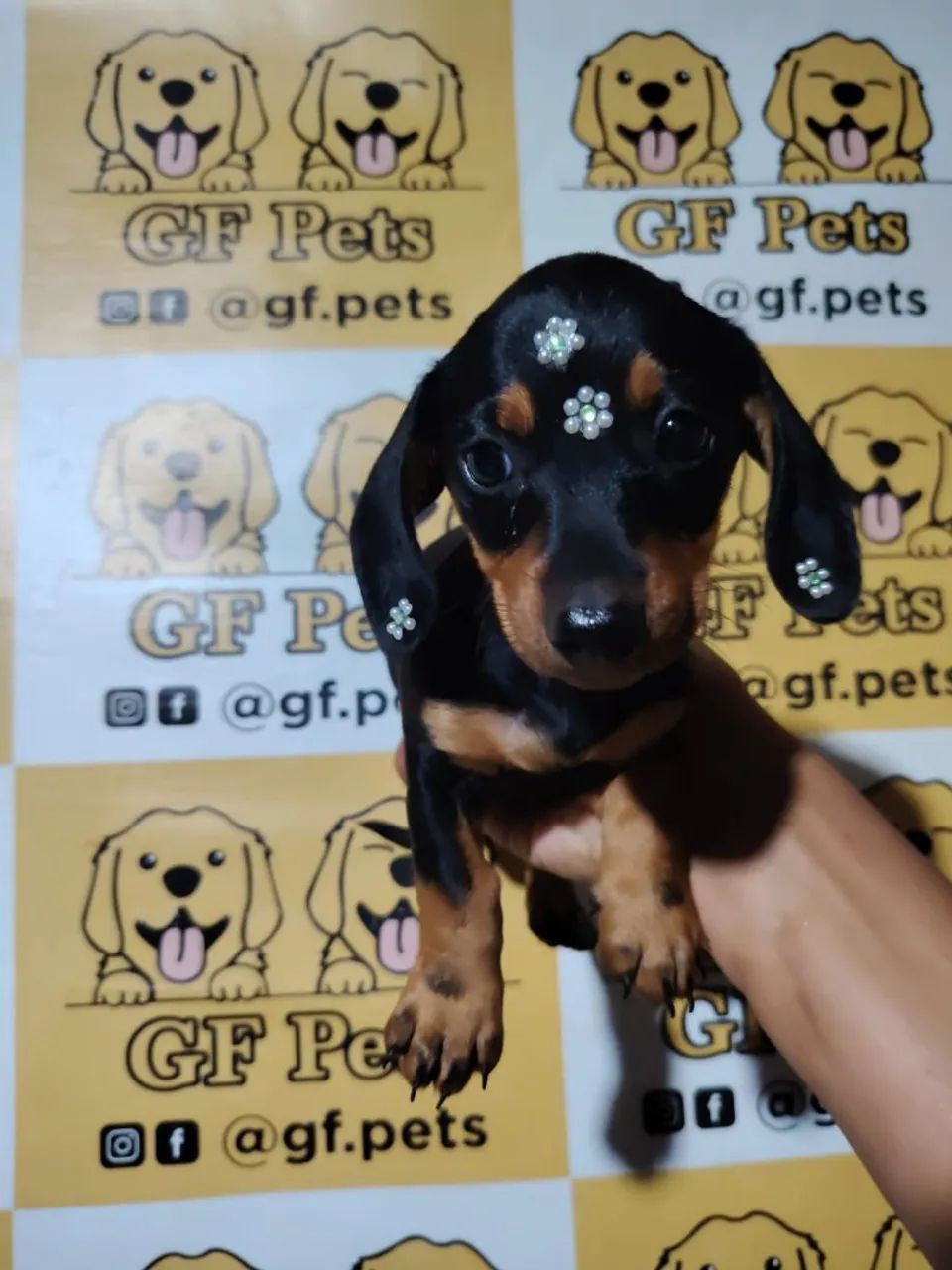 Teckel Dashchund salsicha cofap micro e padrao - Foto 3