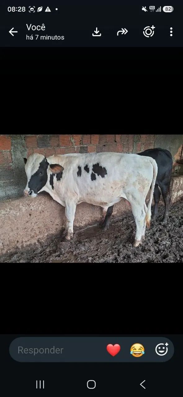 Vendo garrote!!! - Foto 3