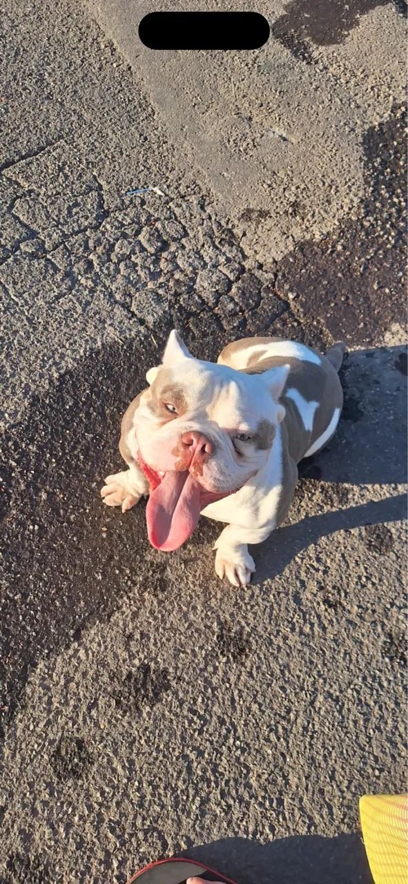 American Bully Micro  - Foto 3