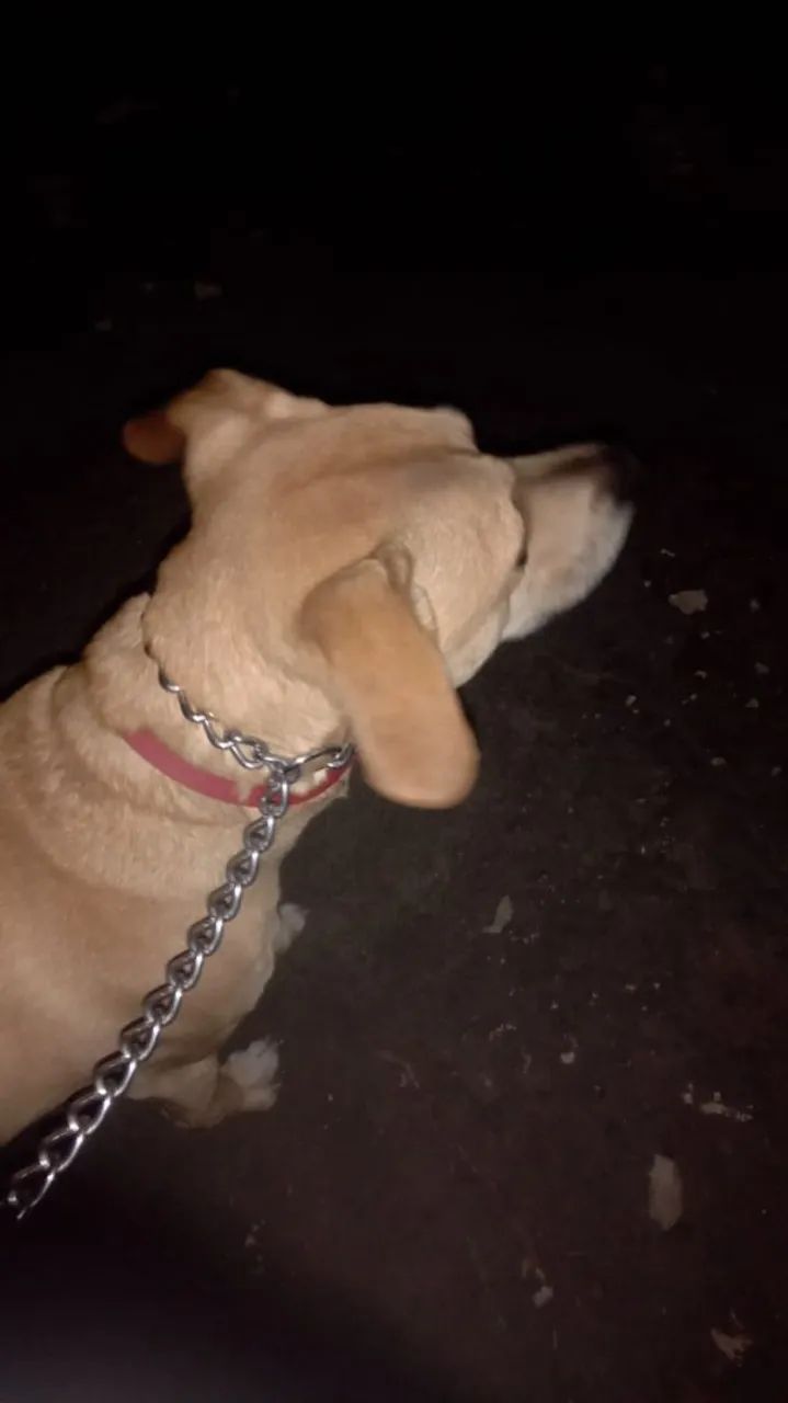 Passeios para cães  - Foto 3