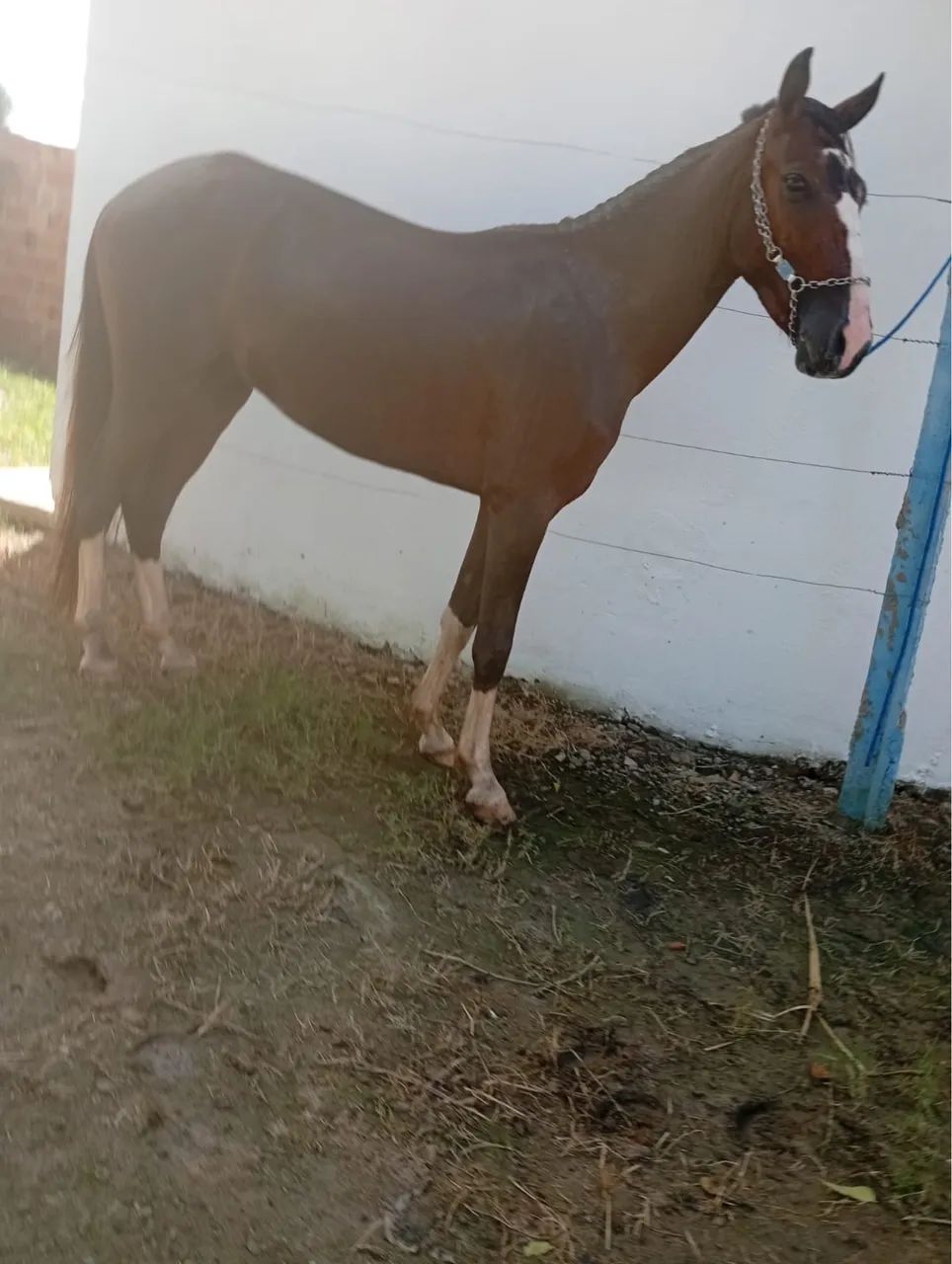 Piquira Top  - Foto 2