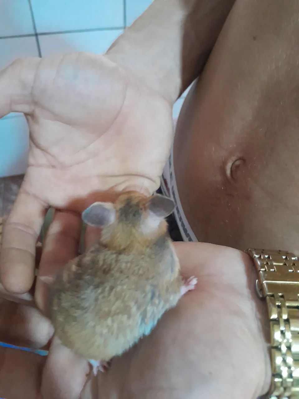 Hamsters e gaiolas  - Foto 3