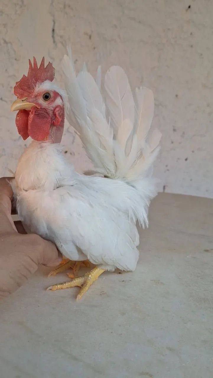 Mini Polaco frango nagasaki  - Foto 2